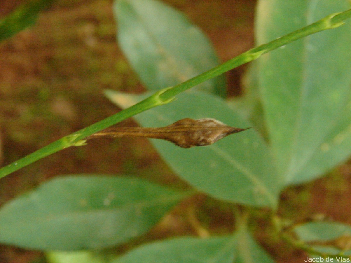 Pseuderanthemum latifolium (Vahl) B.Hansen